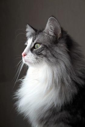  GURPS百鬼夜翔RPGキャラクター画像